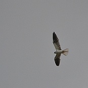 White-tailed Kite, Blomington, Texas